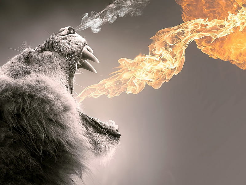Fuego !!, fuego, macho, fauna, leones, animales, fantástico, Fondo de  pantalla HD | Peakpx