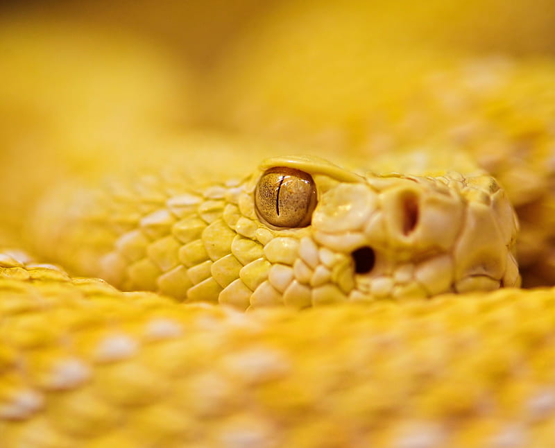 Rattle, animal, snake, yellow, HD wallpaper
