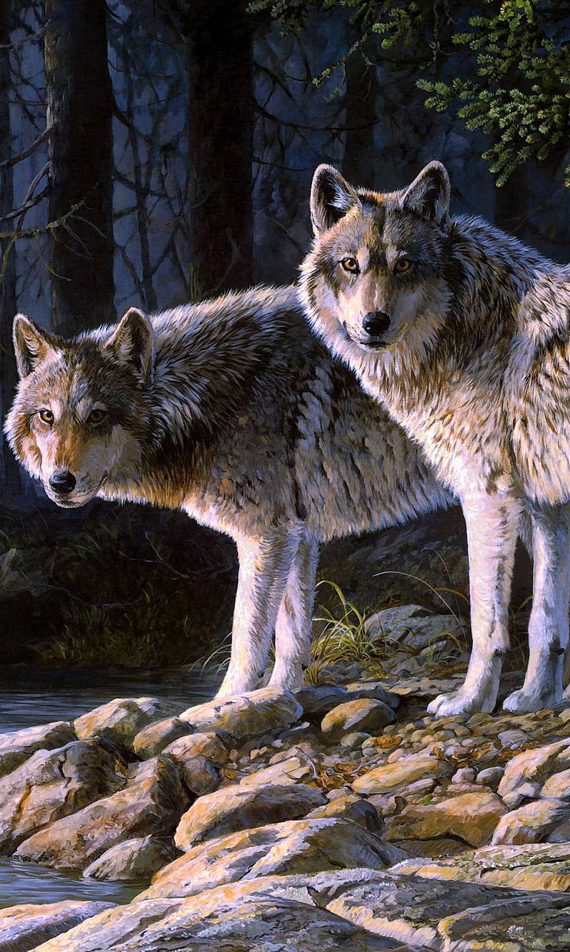 Wolf Couple, wolves, HD phone wallpaper
