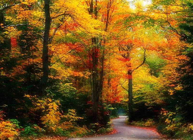 Falling leaves, red, forest, autumn, orange, trees, leaves, gold, walkway, green, path, color, HD wallpaper