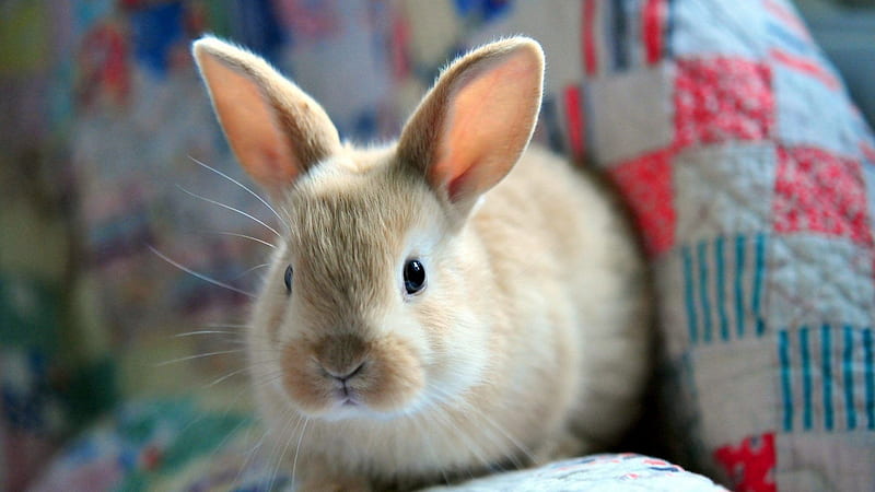 Cute Sandal Rabbit Closeup In A Curtain Background Animals, HD wallpaper
