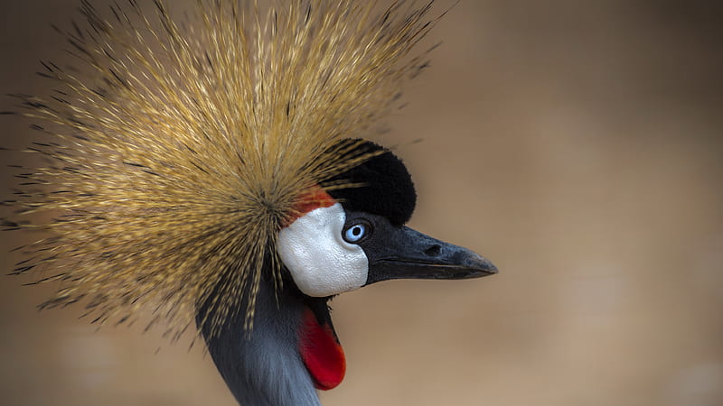 Birds, Grey crowned crane, Bird, Crane, Wildlife, HD wallpaper