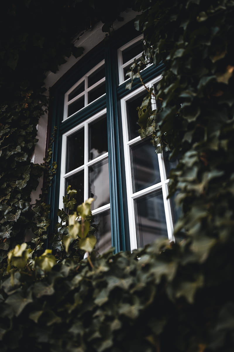 window, ivy, leaves, plant, HD phone wallpaper