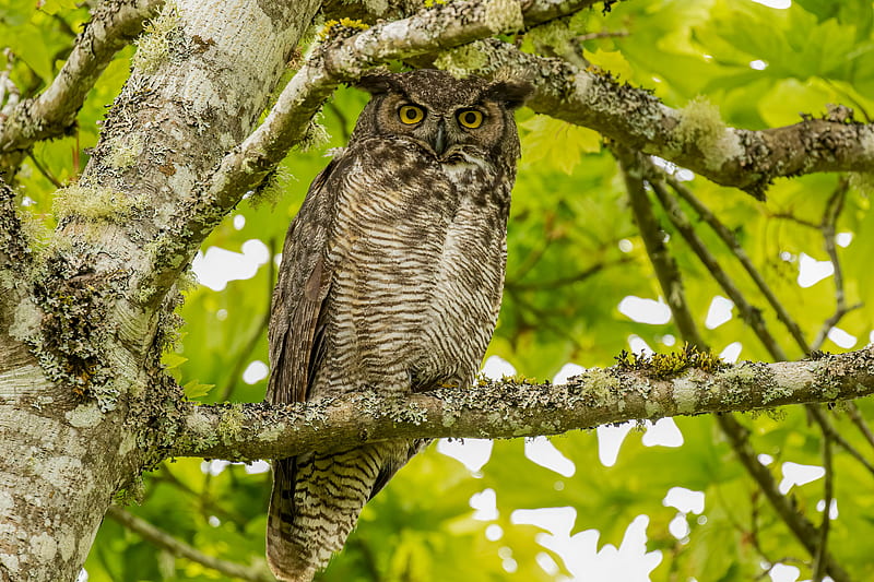 virginian eagle owl, owl, bird, glance, HD wallpaper