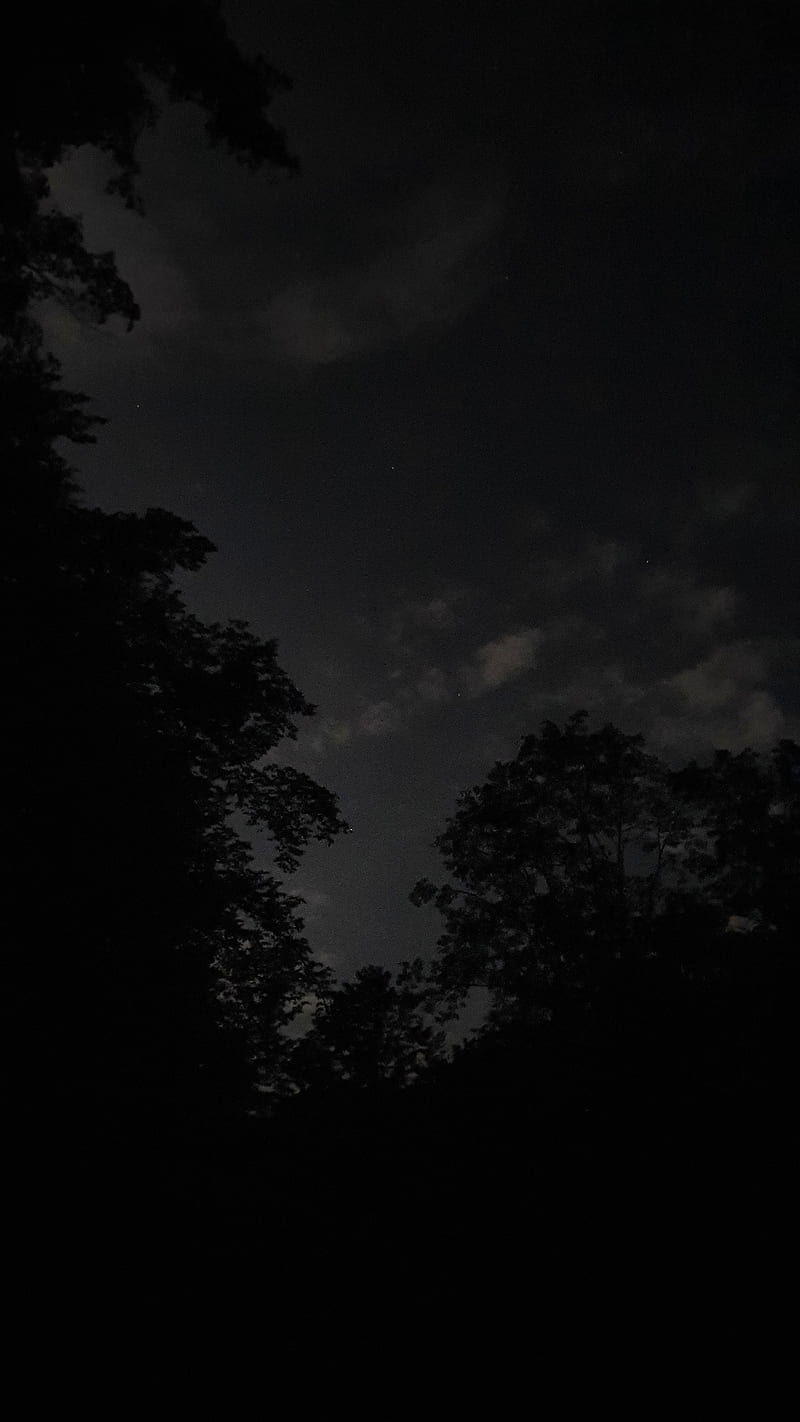 Night forest, black and white, calm, nature, night, no filter ...
