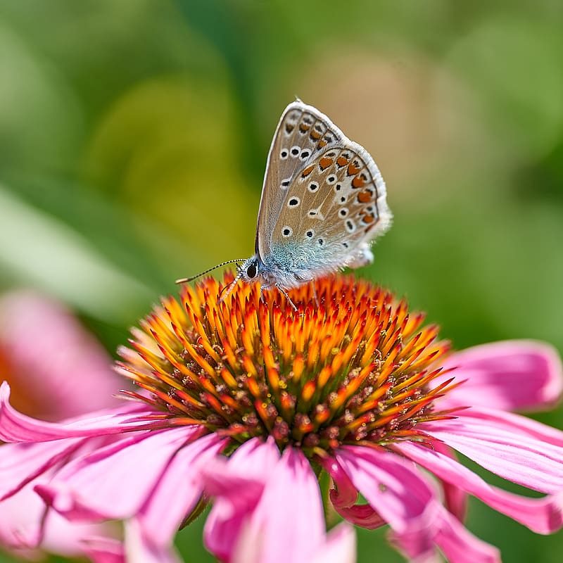 common blue butterfly, butterfly, flower, pollen, macro, HD phone wallpaper
