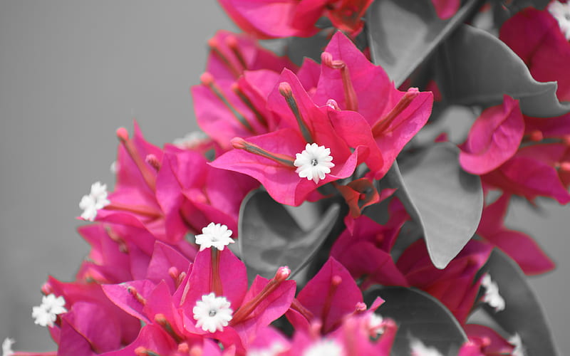 Pink and White Flower Closeup, HD wallpaper