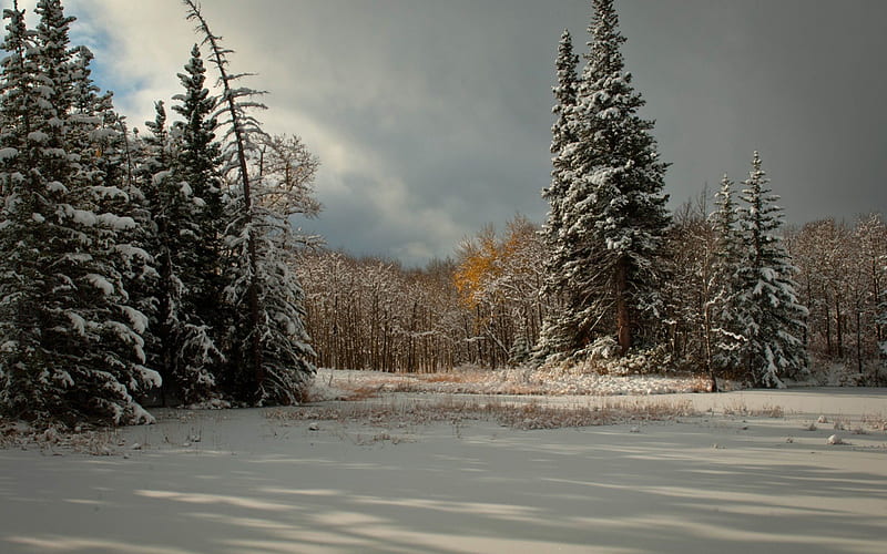 lovely winter forest scene, forest, clearing, clouds, winter, HD wallpaper