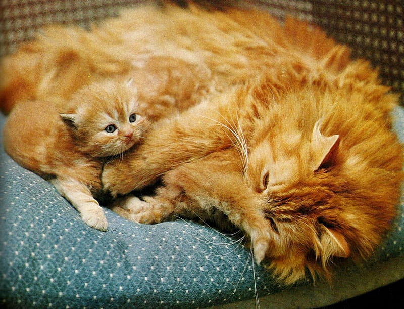 A red persian mother and her baby, cute, persian, pillow, feline, cat, kitten, HD wallpaper