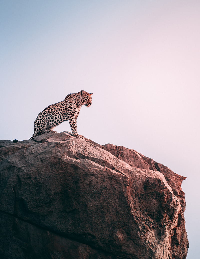 brown leopard on top of grey rock, HD phone wallpaper