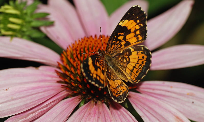 Silvery Checkerspot, flower, insect, butterfly, checkerspot, HD wallpaper