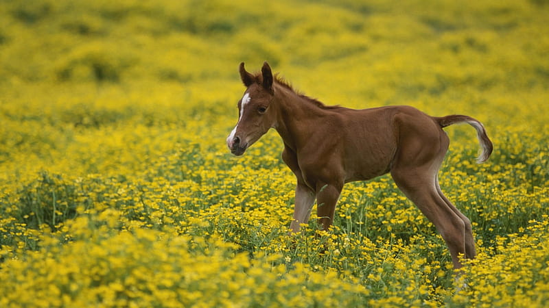 Baby Arabian Colt, autumn, little, brown, sunny, yellow, afternoon, wild, siempre, flowers, morning, animals, arabian colt, spring, baby, horses, summer, sunshine, single, field, HD wallpaper