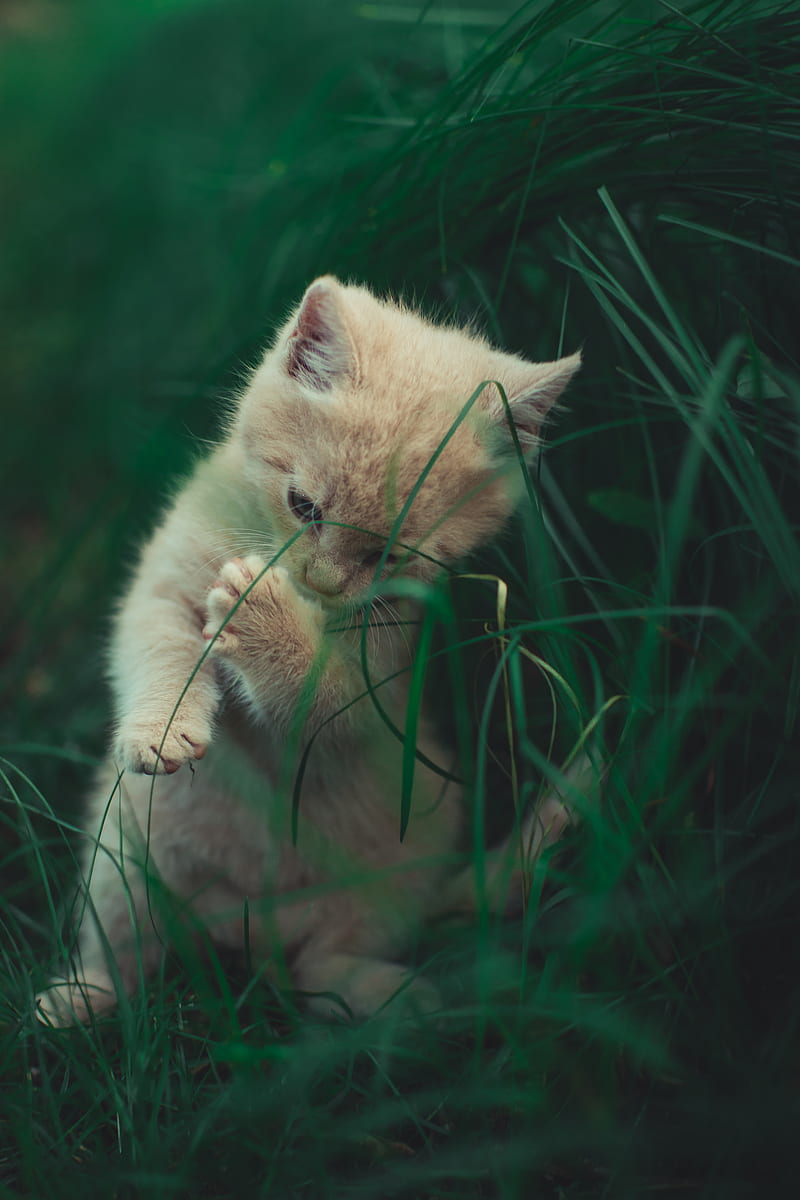 kitten, cat, grass, playful, cute, HD phone wallpaper