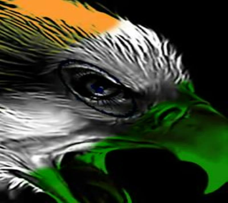 India Eagle, animal, samsung nexus, HD wallpaper India Eagle, animal, samsung nexus, HD wallpaper