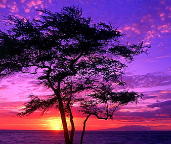 kalahari desert sunset