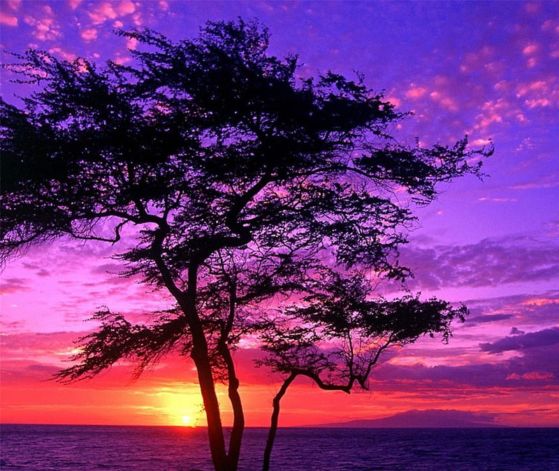 Sunset Kissed Ocean, tree, purple, ocean, bright, colors, sunset, clouds,  pink, HD wallpaper | Peakpx