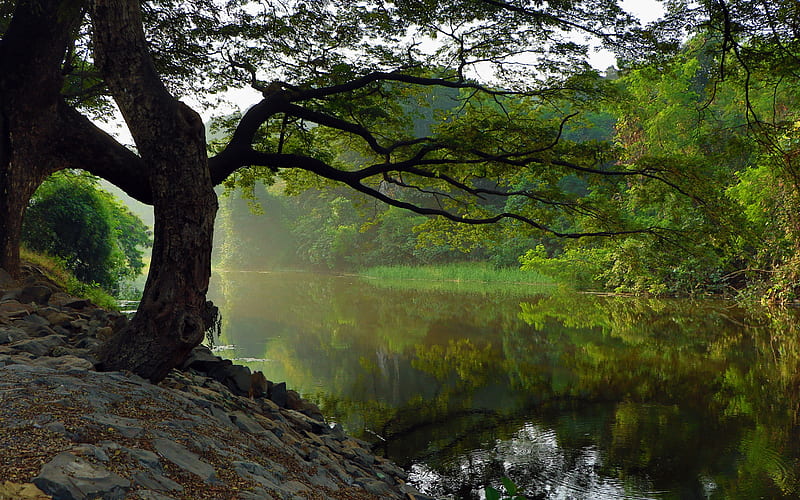 Summer Early Morning Jungle Lake Shore Old trees, HD wallpaper