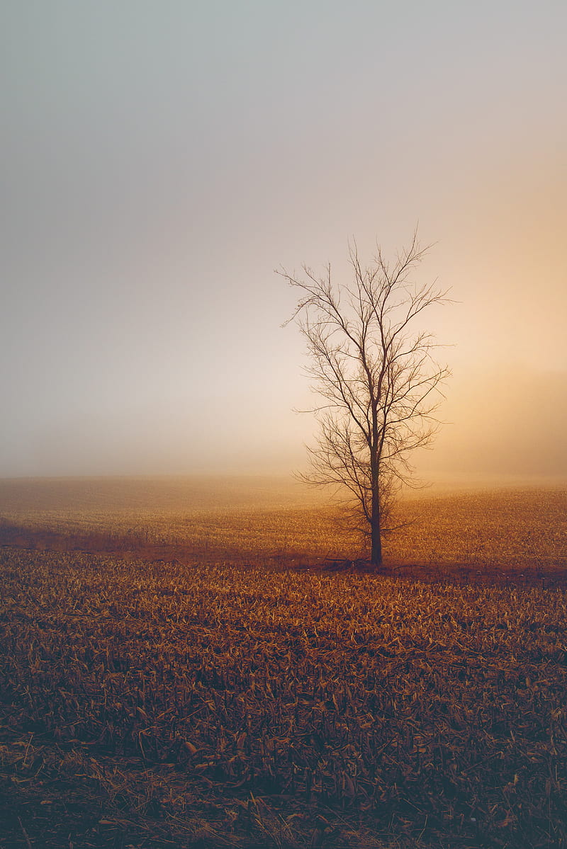 trees, fog, field, horizon, grass, minimalism, HD phone wallpaper