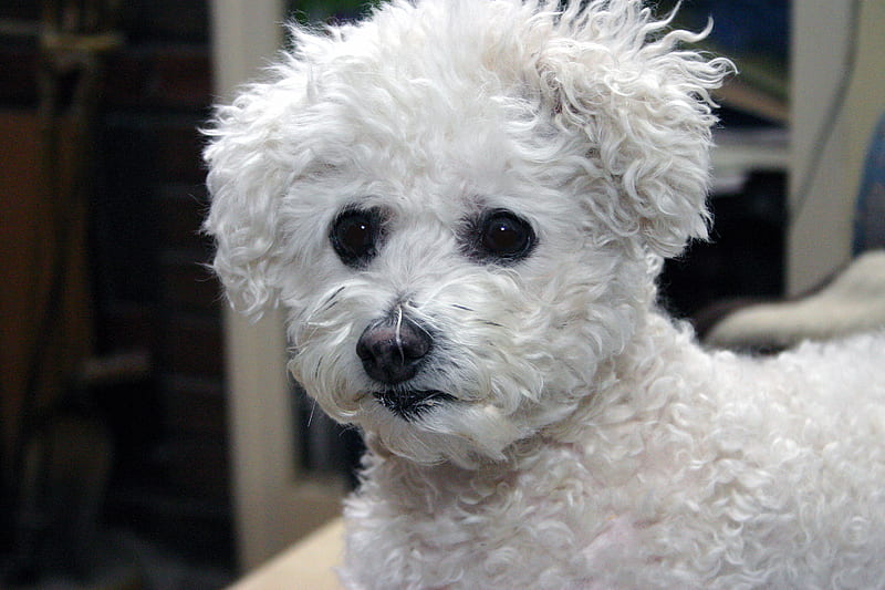 We miss you so much!, bichon, white dogs, dogs, HD wallpaper