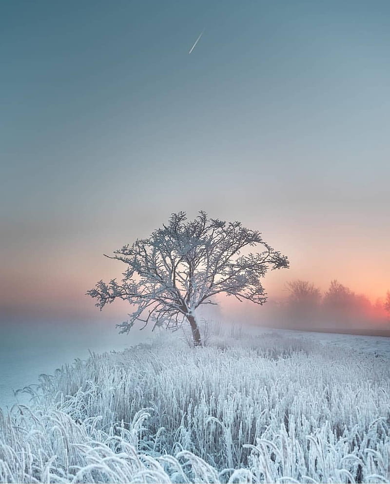 Frozen Tree, nature, winter, mist, fog, morning, cold, HD phone wallpaper