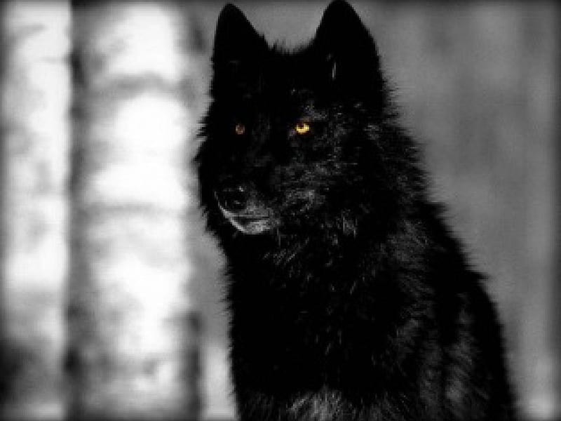 Black Beauty, black and white, nature, wolf, animals, dogs, black wolf ...