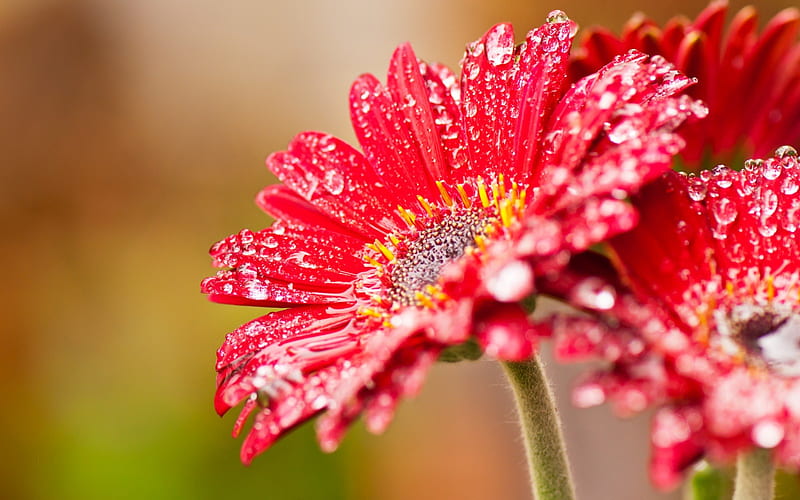 Delicate gerbera, red, raindrops, flower, gerbera, daisy, HD wallpaper