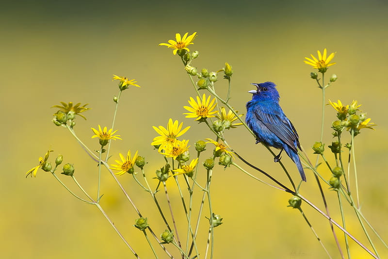 Bird, matthew studebaker, pasare, flower, summer, yellow, blue, HD wallpaper