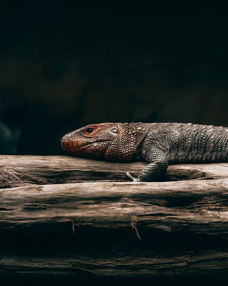 lizard, reptile, brown, scales, tree, HD phone wallpaper