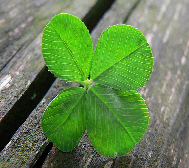 Lucky Clover, cool, good luck, leaf, leaves, nature, new, HD wallpaper |  Peakpx