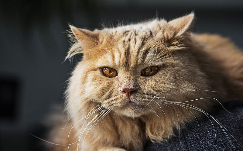 Persian Cat, close-up, yellow eyes, fluffy cat, ginger cat, cats, domestic cats, pets, ginger Persian Cat, cute animals, Persian, HD wallpaper