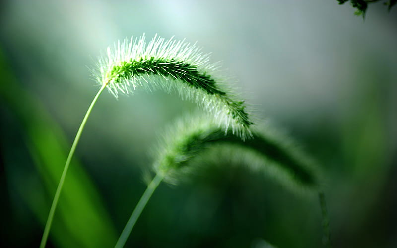 Green grass motion blur-Plants Macro, HD wallpaper