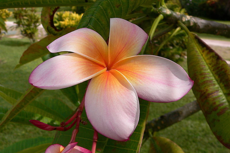 Large Plumeria Frangipani Tropical Flower, polynesia, islands, exotic, hawaii, ocean, plumeria, sea, beach, frangipani, paradise, flower, island, tropical, hawaiian, HD wallpaper