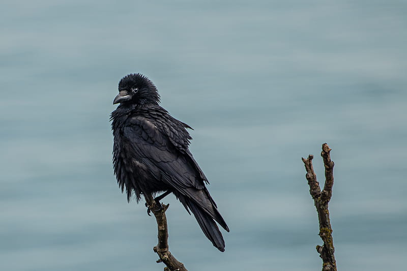 crow, bird, black, branch, HD wallpaper