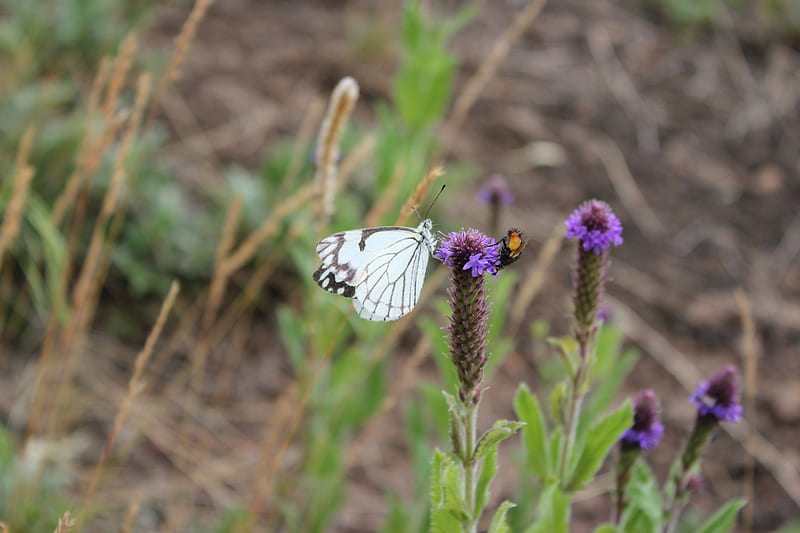 Mariposa blanca y abeja, abeja, de cerca, hierba, flor, mariposa blanca,  Fondo de pantalla HD | Peakpx