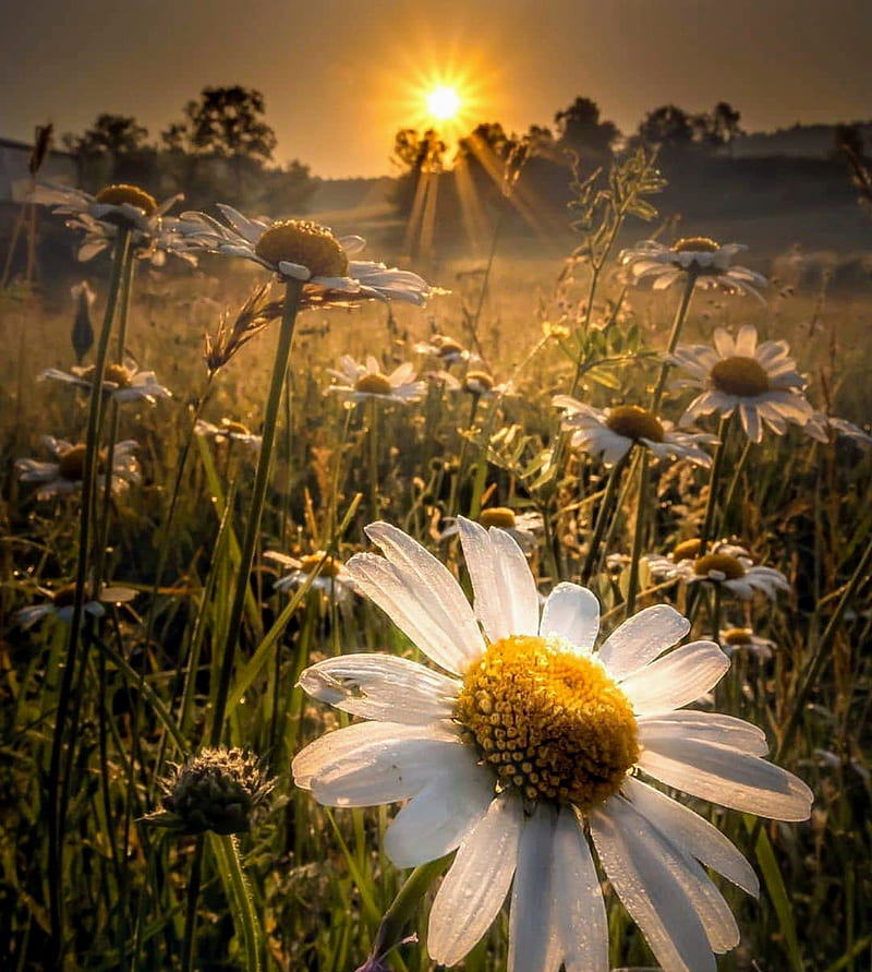 Beautiful daisies, daisy, flowers, good, good morning, morning, nature, spring, springtime, sunrise, HD phone wallpaper