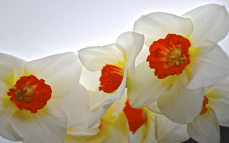 Huge daffodil flowers, red, huge, nature, flowers, macro, pastel, whitebackground, white, daffodils, graphy, pale, closeup, HD wallpaper