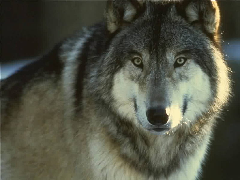 Beautiful wolf, lobo, loups, wolf, animal, HD wallpaper