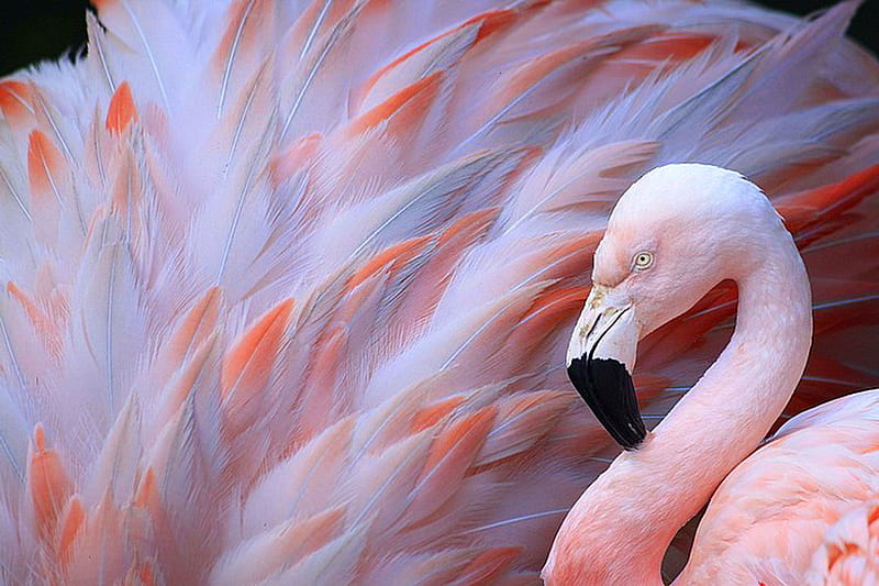 Plumes, bird, flamingo, coral, white, pink, feathers, HD wallpaper