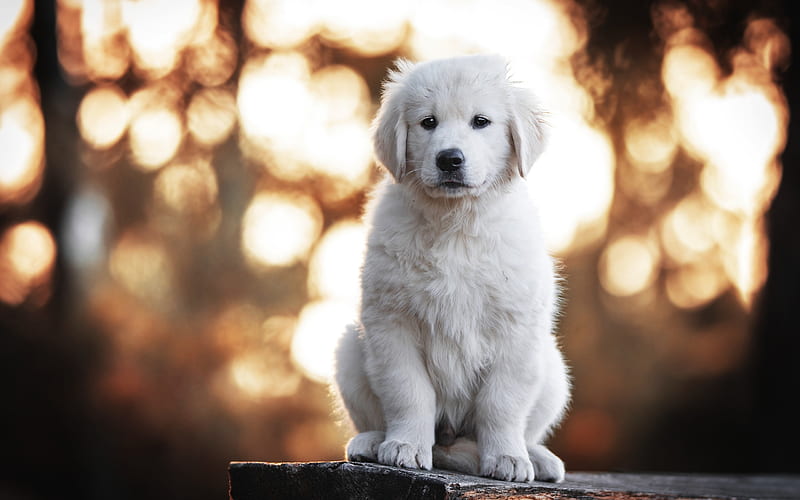 HD white labrador puppy wallpapers | Peakpx