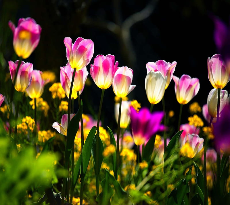 Neon Tulips Field, good, look, nice, HD wallpaper | Peakpx