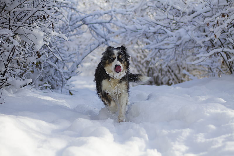 dog, protruding tongue, funny, cool, snow, HD wallpaper