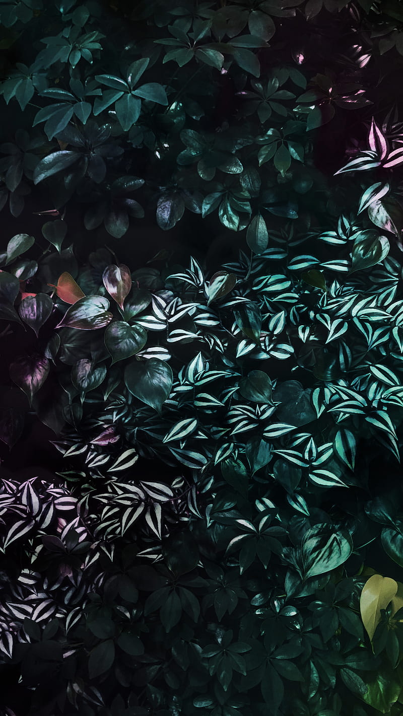 Dark Nature, dark, nature, leaves, leaf, green, plants, growing, HD phone wallpaper
