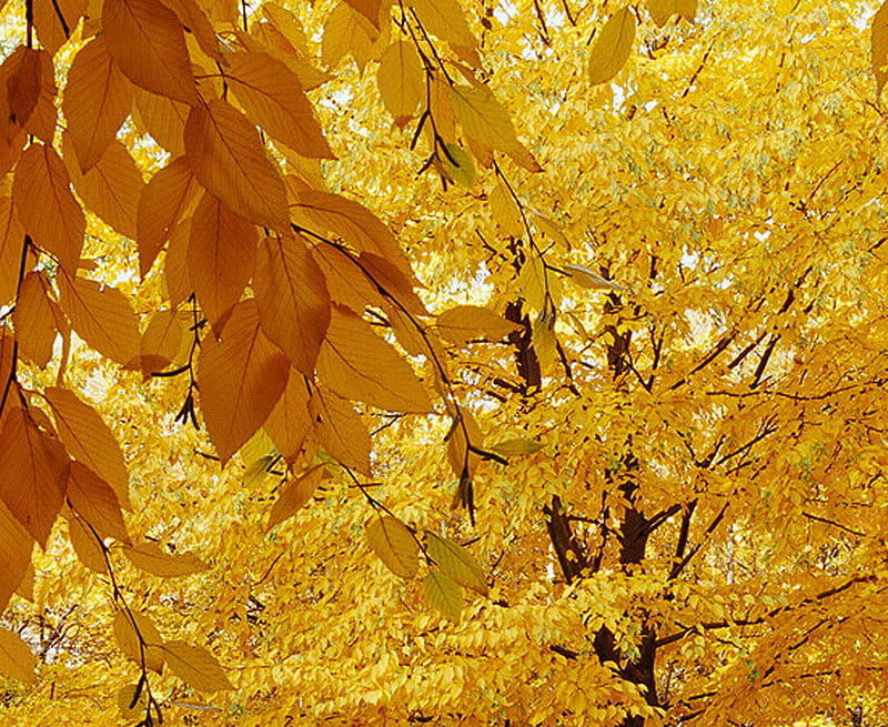 SWEET BIRTCH, yellow, tree, leaves, gold, HD wallpaper | Peakpx