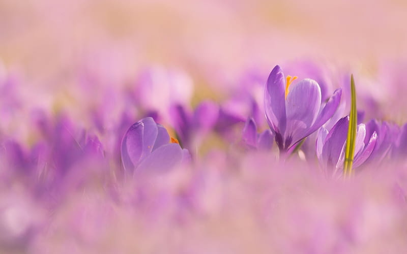 Crocuses, crocus, flower, spring, soft, pink, HD wallpaper | Peakpx