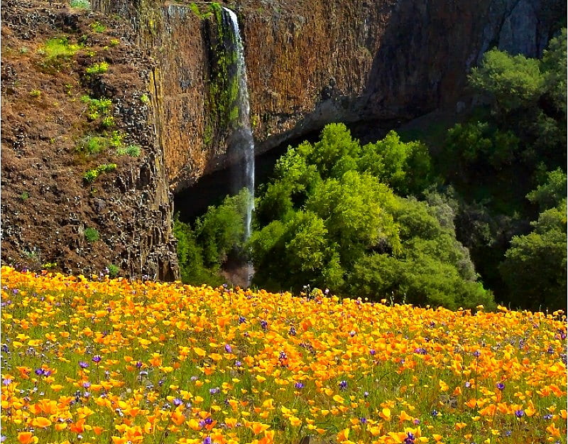 Flowers w Waterfall, cool, HD wallpaper