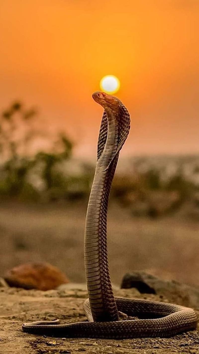 Cobra Snake, sunset, sun set, king, cobra, snake, HD phone wallpaper
