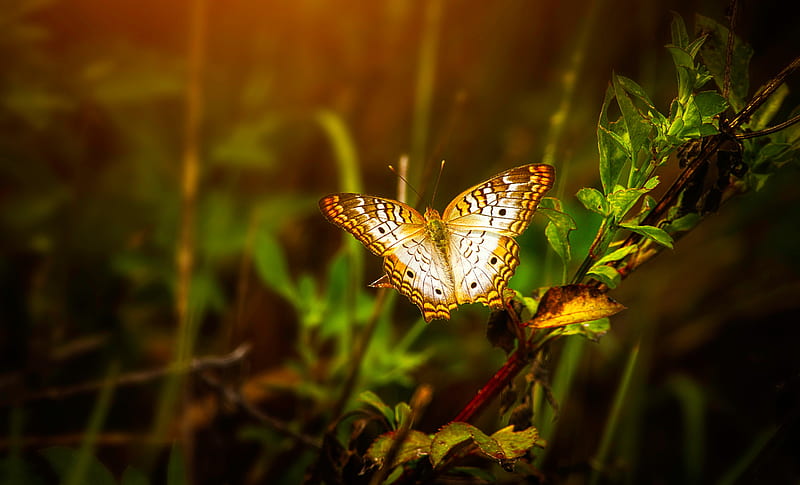 Butterfly On Leaf, butterfly, animals, leaf, blur, HD wallpaper