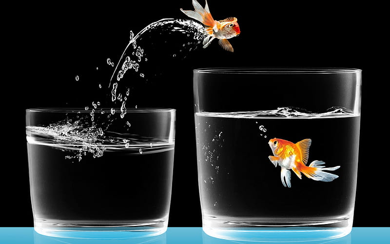 Two fish HD wallpapers | Pxfuel