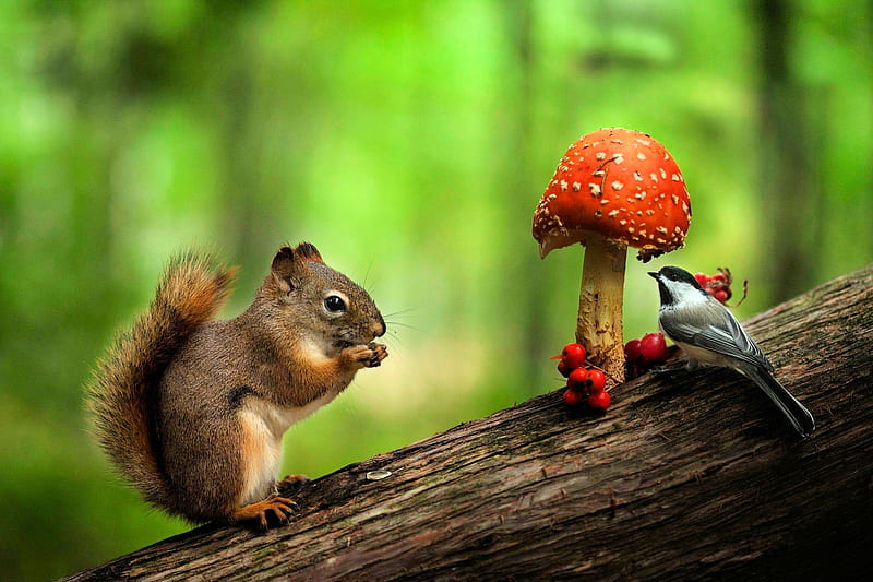 Squirrel and Friend, cute, tree, bird, chickadee, berries, funny, fly mushroom, HD wallpaper