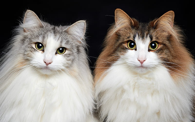 Ragdoll, beautiful fluffy cats, pets, white cat, breed of fluffy cats, HD wallpaper